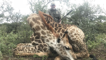Giraffe Hunting - Mike with Africa Hunt Lodge