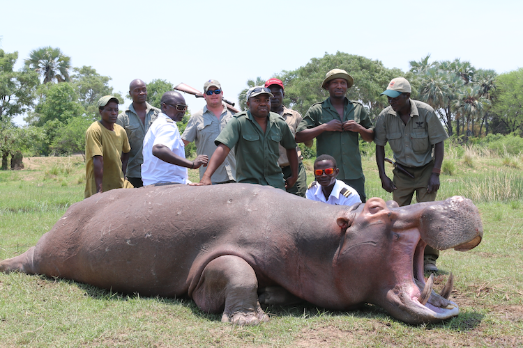 Hippo Hunting Zambezi River
