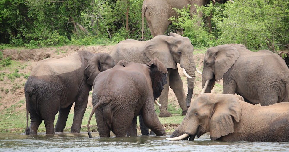 Elephants in the Zambezi River Africa Hunt Lodge