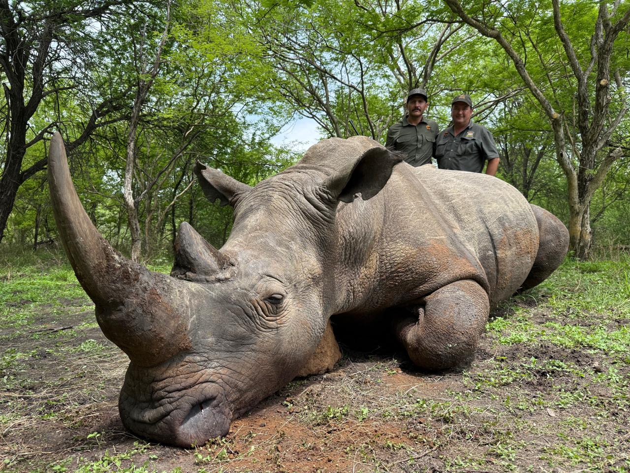 White Rhino Hunt - Africa Hunt Lodge