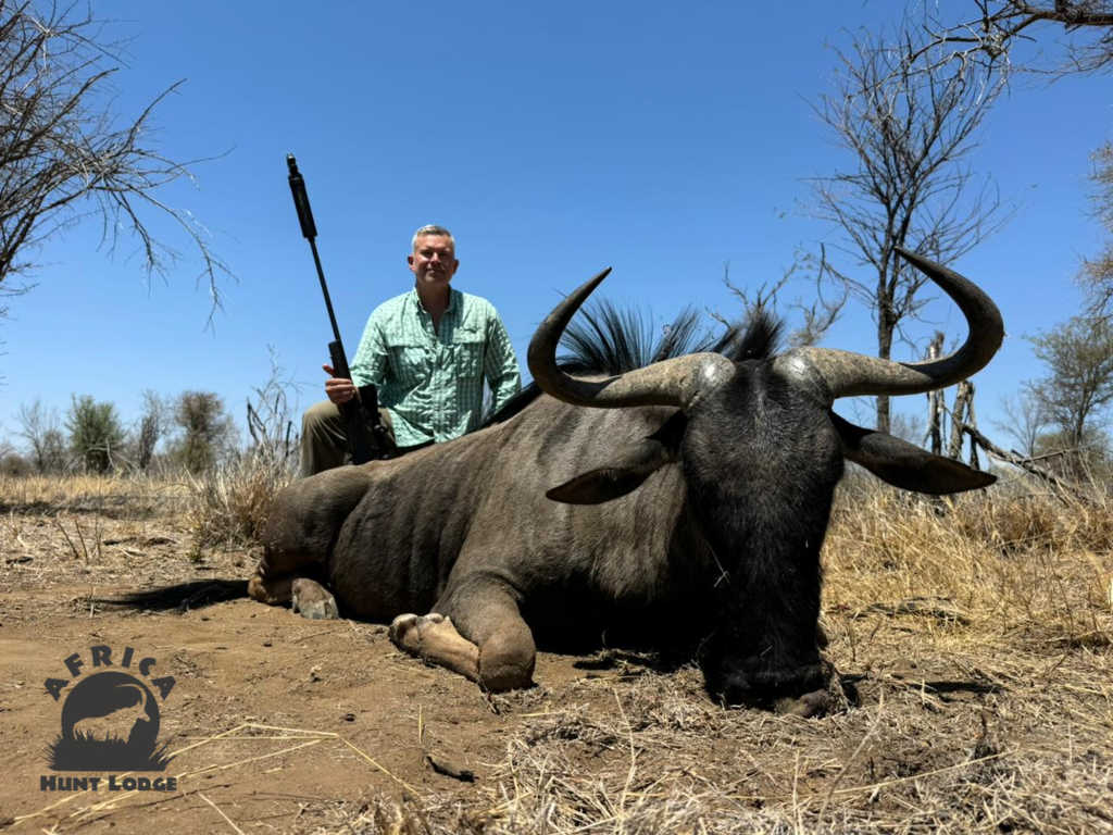 Blue Wildebeest Hunting Africa