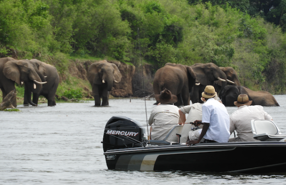 Elephants on the Zambezi River